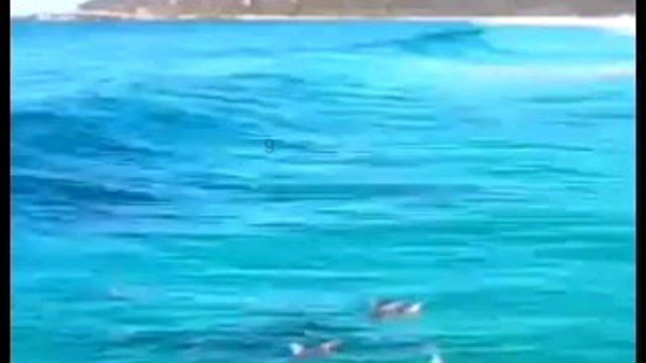 萌犬记忆卡